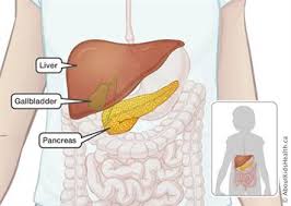 Simple stomach diagram | diabetes inc. Liver Gallbladder And Pancreas