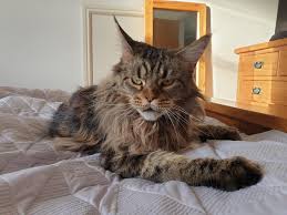 If you are looking for a maine coon in texas, consider maine coon cat rescue. Meet Wiccan 5 Year Old Rescue Maine Coon Cats