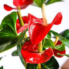 Plant with red heart shaped flowers. Anthurium 101 How To Care For Anthuriums Bloomscape