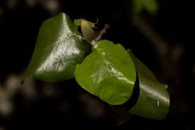 Image result for Androstachys