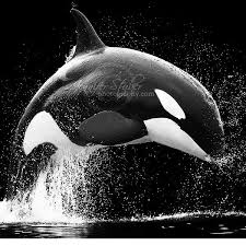Beautiful Black And White Animal Photography Beautiful Black White Photography Of Animals Hongkiat Animals Beautiful Orca Animal Photography