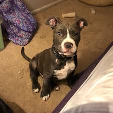 Greenfield puppies has been finding homes for puppies since 2000. Adopt A Pit Bull Puppy Near Philadelphia Pa Get Your Pet
