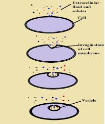 What are the different types of endocytosis? Endocytosis Definition 3 Types Active Or Passive Vs Exocytosis