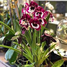 We did not find results for: Monti S Flower Market Home Facebook