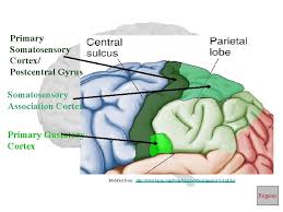 Like other sensory areas, there is a map of sensory space called a homunculus at this location. The Human Brain Part I Lobes The Cerebral