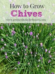 Check spelling or type a new query. How To Grow Chives Growing Chives Organic Vegetable Garden Growing Vegetables