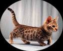 Munchkin, Bengals and Genetta kittens for sale Georgia