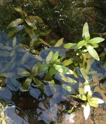 Hygro Hygrophila Polysperma Species Profile