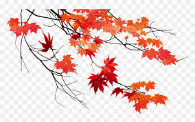 Autumn Leaf Color Maple Leaf Autumn Leaves Transparent Background Hd Png Download Vhv Falling pink rose petal png. autumn leaf color maple leaf autumn