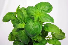 Also, be advised that the consumption of any plant material may cause vomiting and gastrointestinal upset for dogs and cats. Are Basil Plants Poisonous To Cats