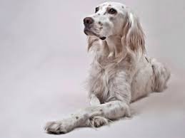 Maybe you would like to learn more about one of these? English Setter On The Brink Of Extinction The Independent The Independent