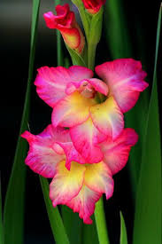 How To Grow Gladiolus Overwintering Gladiolus Corms Gardeners Com Gladiolus Flower Gladiolus Flower Pictures Flowers