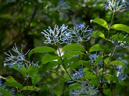 Image result for Tarenna leonardii