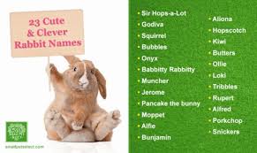Choosing a name for a pet bunny is difficult, especially if there are multiple opinions involved. 30 Top For Cute Unique Rabbit Names Lee Dii