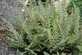 Image result for Cheilanthes involuta
