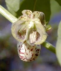 Image result for Ceropegia crassifolia