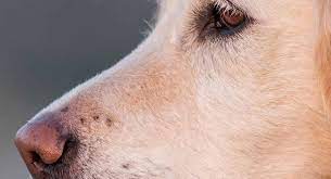 Your dog may run into more items and be more susceptible to getting injured. Why Do Dogs Have Whiskers Find Out What They Re Really For
