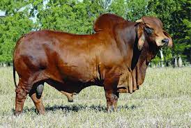 Jealous of his brother smerdis' skill with a particular bow brought from the king of ethiopia, cambyses sends smerdis back to persis. Bahman Bull Brahman Bull Youtube Perpisahan Cinta