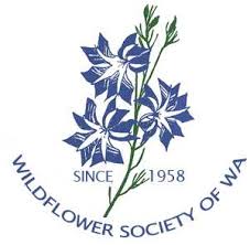 Image result for Buchnera pusilliflora