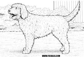 Dogs are playful, furry creatures that make some of the most adorable pets. Goldendoodle Coloring Page By Yuckles Dog Coloring Page Puppy Coloring Pages Coloring Pages Dogs