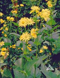 Image result for Duosperma cuprinum