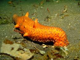 It will improve your skin pigmentation, wounds, pimples. How To Eat Sea Cucumber Holothuria Interesting Facts And Features