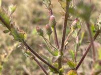 Image result for Pseudoconyza viscosa