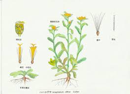 Da 02 はは 万葉の植物 解説
