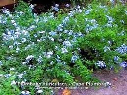 See full list on gardeningknowhow.com Plumbago Auriculata Cape Plumbago Youtube