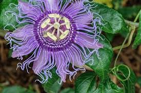 Maybe you would like to learn more about one of these? Flowering Plants And Trees West Palm Beach 3 Great Native Plants