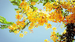 Basant panchami is when the spring season begins in india and the mustard flowers bloom. Basant Panchami Spring Never Skips A Turn