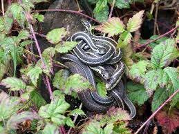 We did not find results for: How To Get Rid Of Garter Snakes Without Killing Them 7 Tried And True Ways Dengarden
