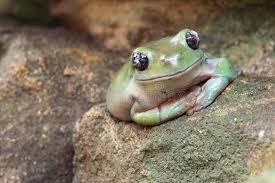 See full list on untamedscience.com 323 American Green Tree Frog Photos Free Royalty Free Stock Photos From Dreamstime
