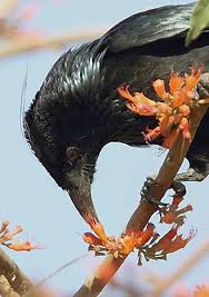 Pin On Stunning Birds