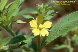 Image result for Ludwigia leptocarpa