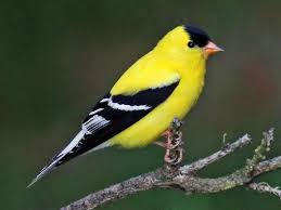 They also eat a wide variety of. Similar Species To Evening Grosbeak All About Birds Cornell Lab Of Ornithology
