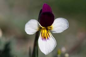 39 Of The Best Violet Varieties Gardener S Path
