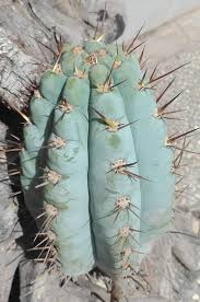 Image result for Cyperus longicarpus