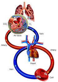 We did not find results for: Oxygen Carbon Dioxide And Energy Ck 12 Foundation