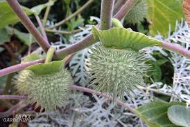 Try this piece of living history in your garden! Growing Angel Trumpet From Seed Step By Step Instructions For Success