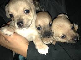 Looking for denver craigslist popular content, reviews and catchy facts? 88 Dachshund Puppies For Sale In Texas Craigslist L2sanpiero