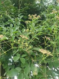 Image result for Cyphostemma adenocaule