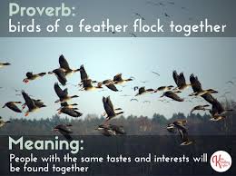 Idiom Proverb Birds Of A Feather Flock Together Proverbs English Idioms Idioms
