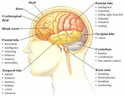 Maybe you would like to learn more about one of these? English Vocabulary Internal Organs Of The Human Body Eslbuzz Learning English