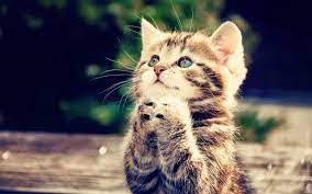 Pin On Kucing