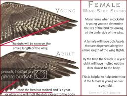 Name Birds That Start With F Cockatiel Mutations By Susanne F Russo Photobucket Cockatiel Birds Name List Bird Care