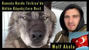 Beyaz alman çoban yavrularımız irkının en özelli olan genellikle amerikan kurdu,kanada kurdu ve i̇sviçre kurdu olarak bilinmektedir.sosyal karakter yapısı ile tam bir aile köpeği rahatlıkla diyebiliriz. Alfa Kanada Kurdu Turkiyede Butun Ulkeye Rest Youtube
