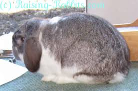 Lop Eared Rabbits Five Lopped Rabbit Breeds Are Accepted By