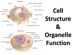 Cell structure and organelle examples include: Ppt Cell Structure Organelle Function Powerpoint Presentation Free Download Id 1995630