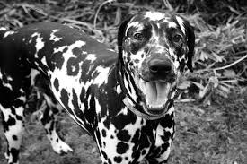 Black And Grey Spotted Dog Black Spotted On Dalmatian Lovers Deviantart Dalmatian Black Spot Dog Breeds